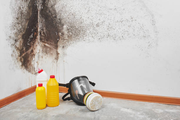 Best Office Mold Removal Services  in Princeville, HI