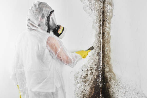 Best Mold Testing  in Princeville, HI