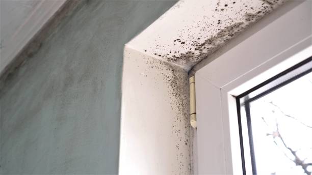 Best Attic Mold Removal  in Princeville, HI