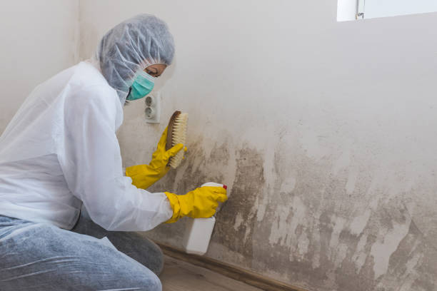 Best Commercial Mold Removal  in Princeville, HI