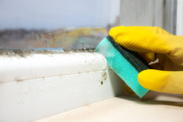 Best Certified Mold Removal  in Princeville, HI