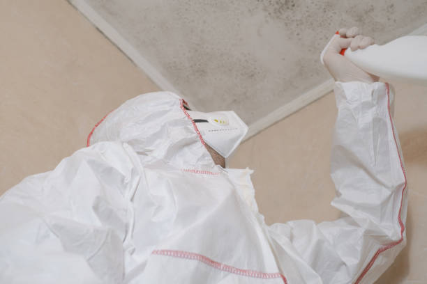 Best Black Mold Removal  in Princeville, HI