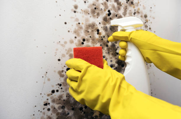 Best Home Mold Removal  in Princeville, HI